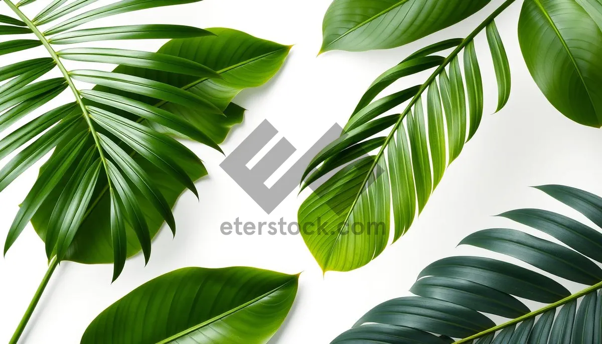 Picture of Green Bamboo Tea Leaves in Summer Forest