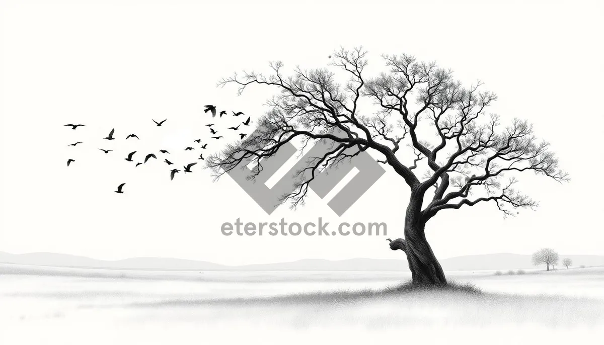 Picture of Silhouette of oak tree in summer forest landscape.