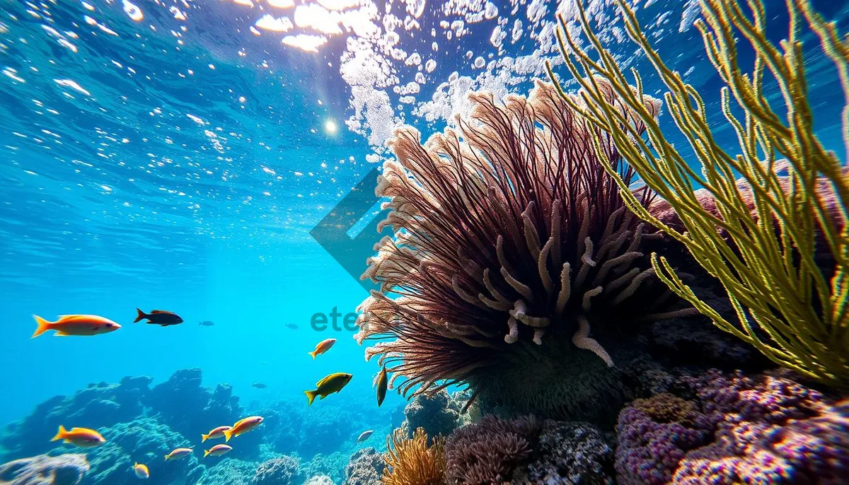 Picture of Colorful tropical fish swimming in sunlit coral reef.