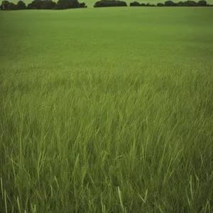 Golden Grain Fields Under Blue Skies