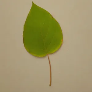 Bud of Yellow Spring Flower in Garden