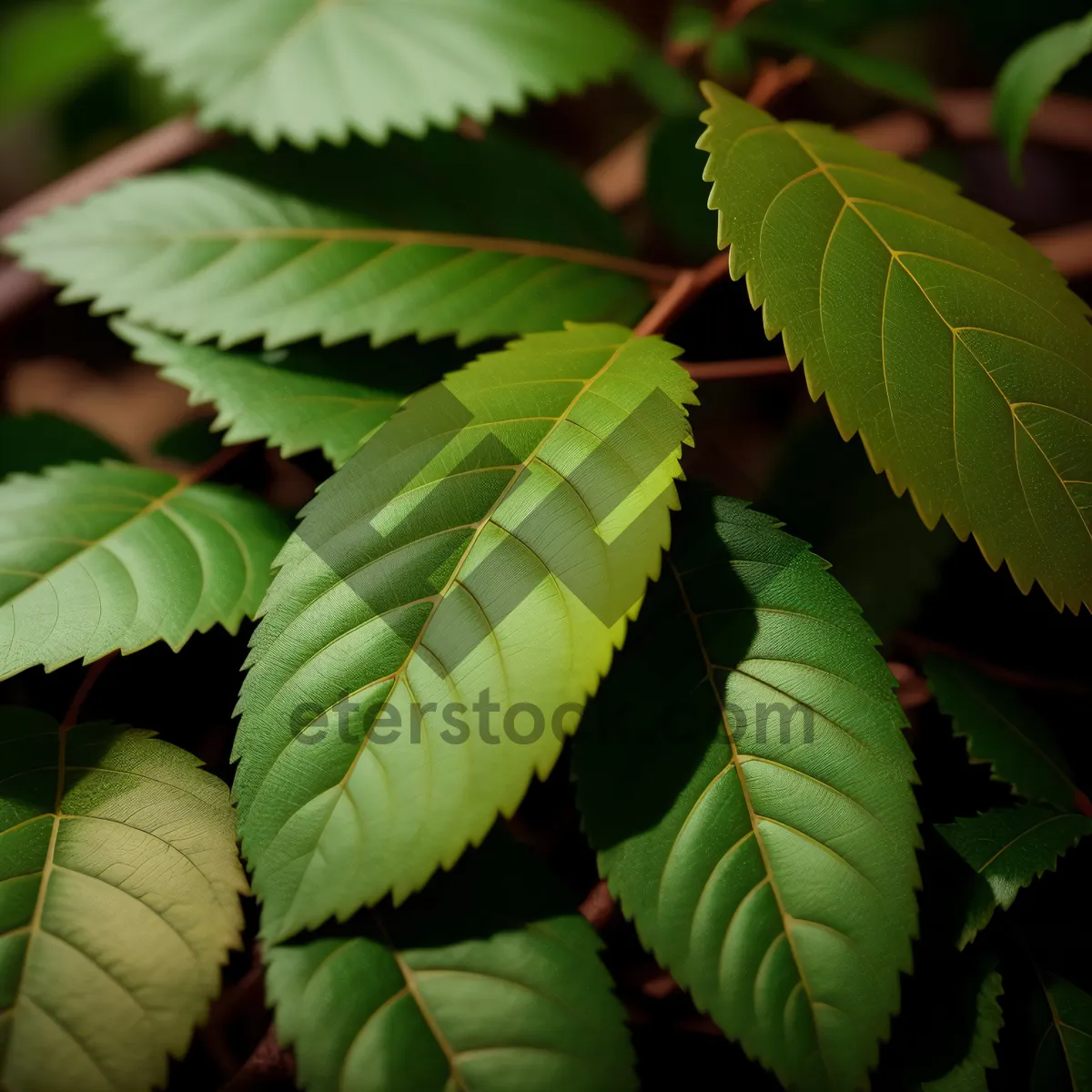 Picture of Lush Sumac Leaf in Vibrant Forest Foliage