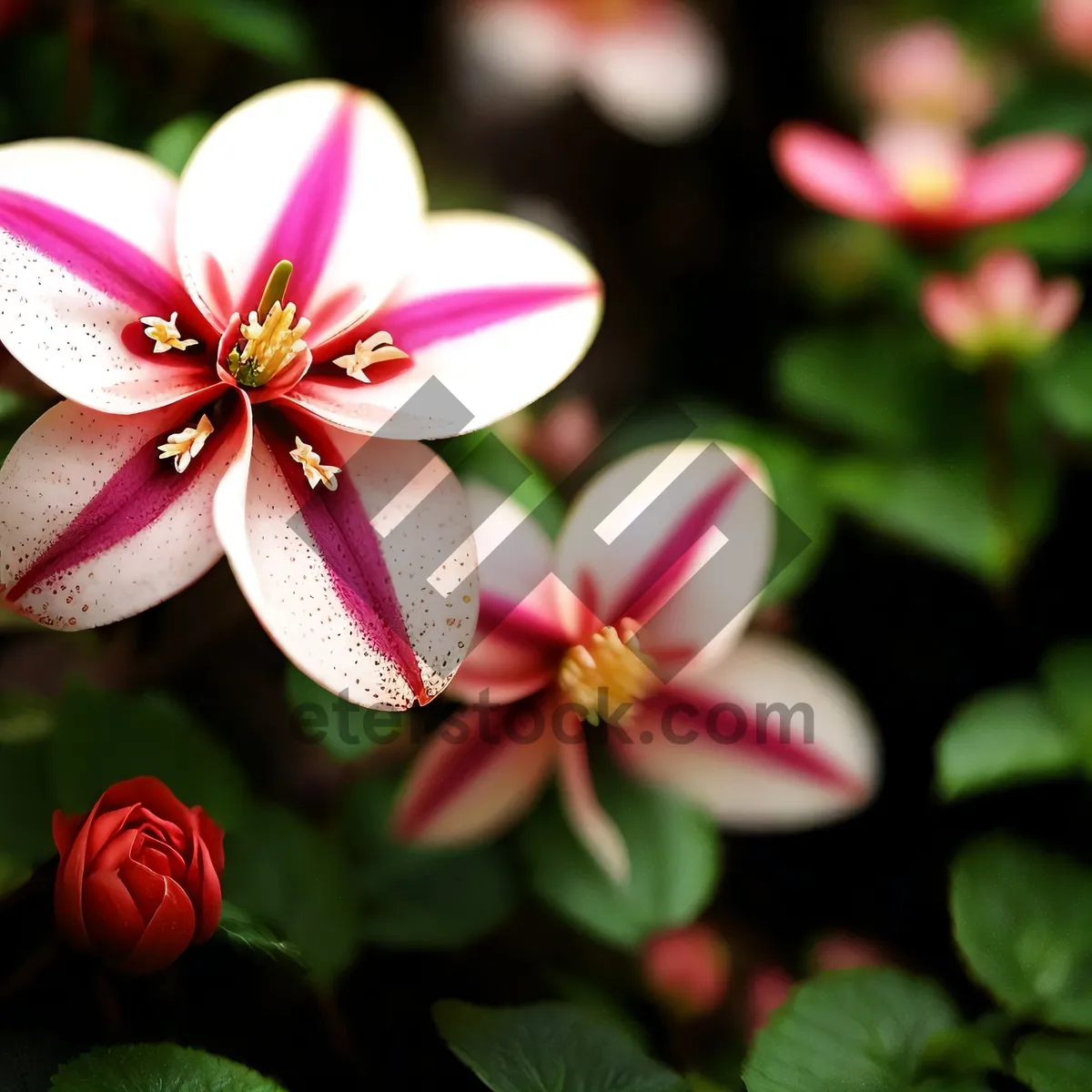 Picture of Pretty Pink Geranium Blossom in a Garden