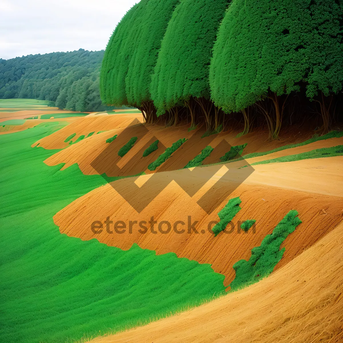 Picture of Rural Landscape: Sunny Meadow on a Country Farm