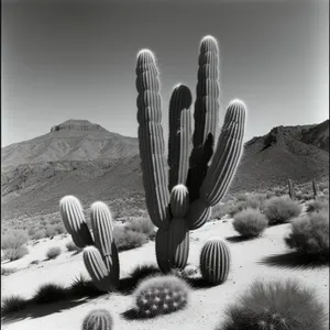 Saguaro Desert Cactus Standing Tall Against Beautiful Sky