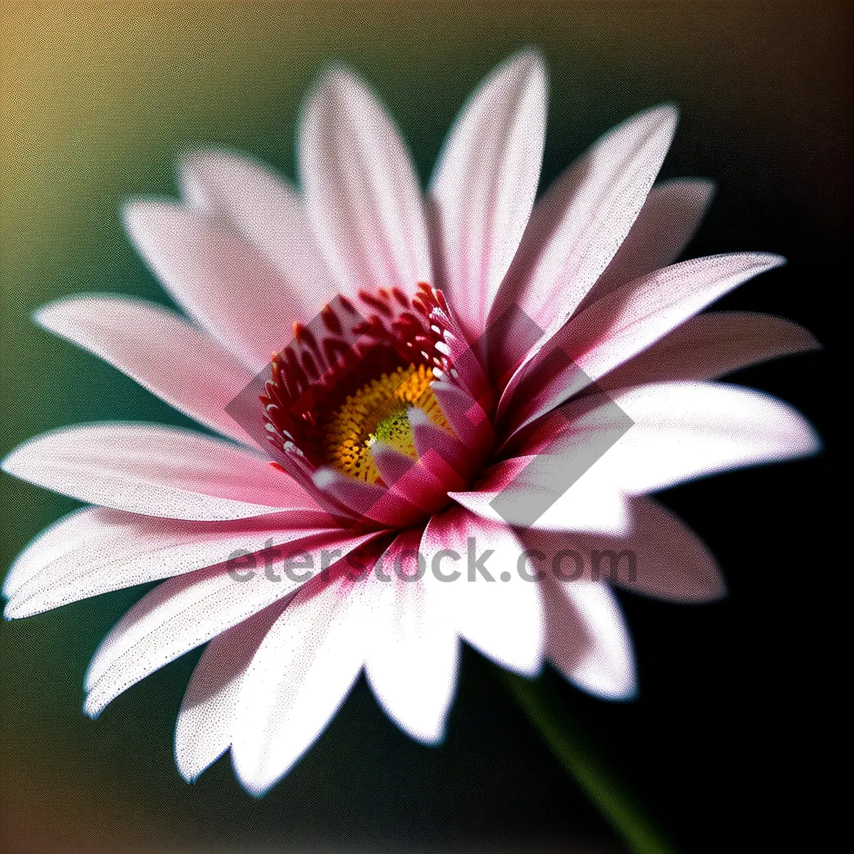 Picture of Daisy Blossom in Full Bloom – Vibrant Pink Petals