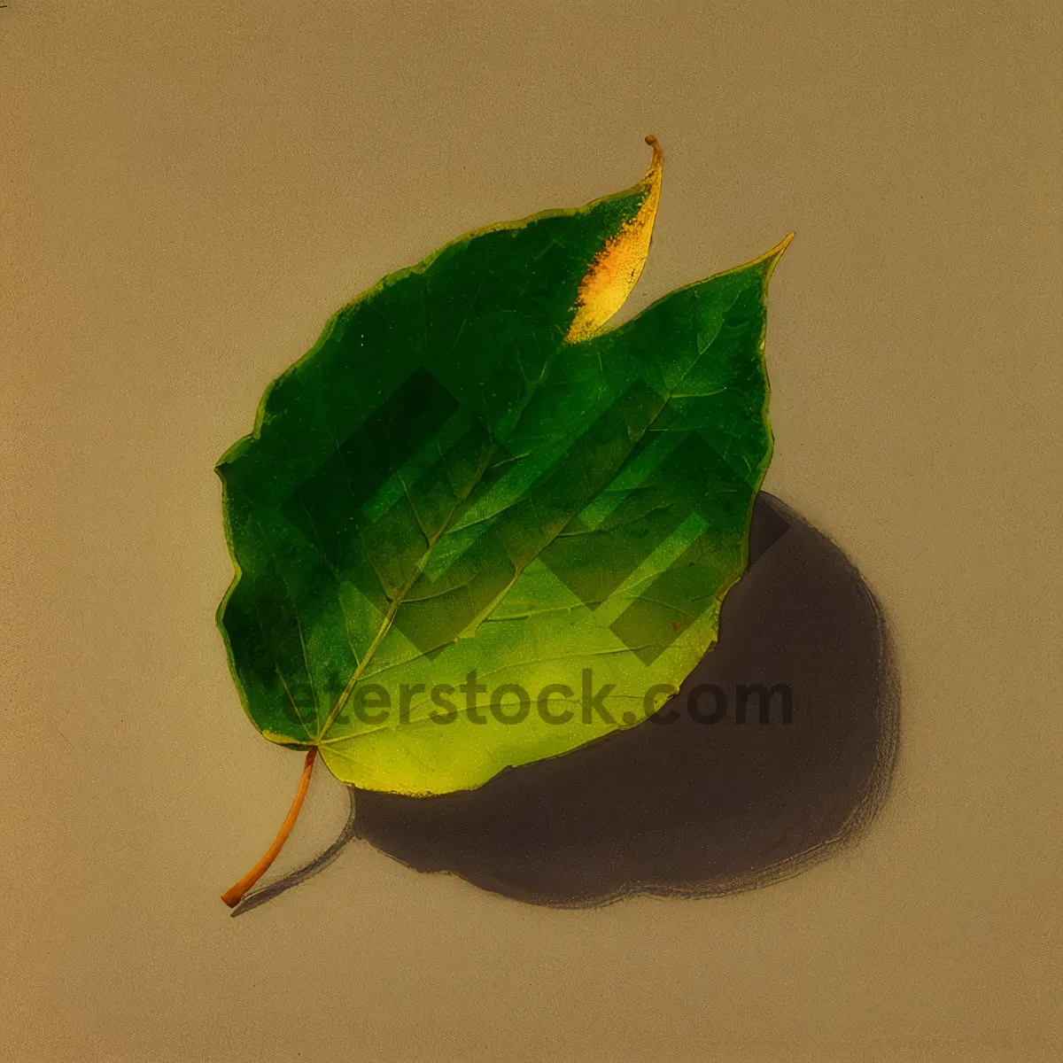 Picture of Fig Tree Leaves in Lush Garden