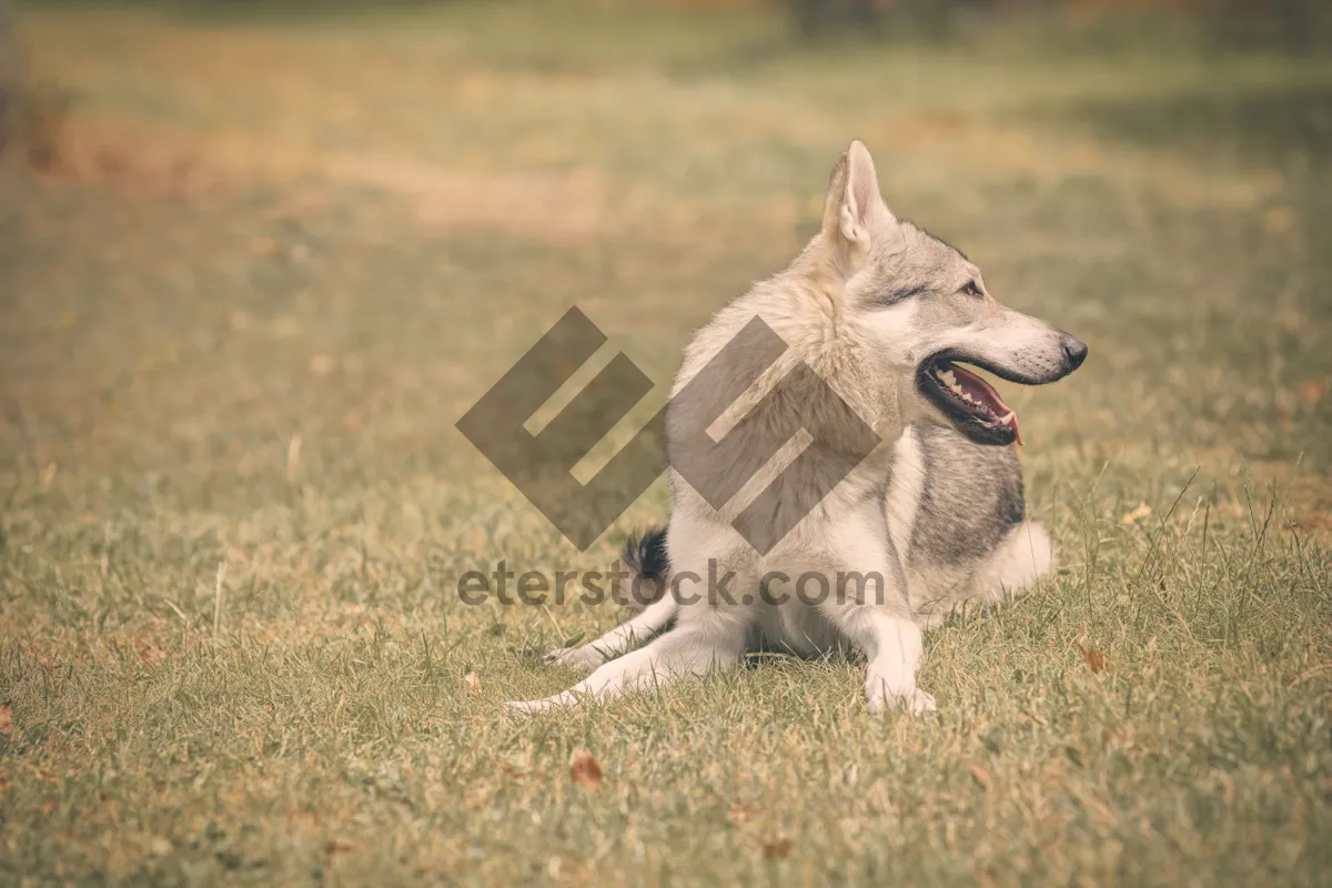 Picture of Cute Malamute puppy with striking eyes portrait.