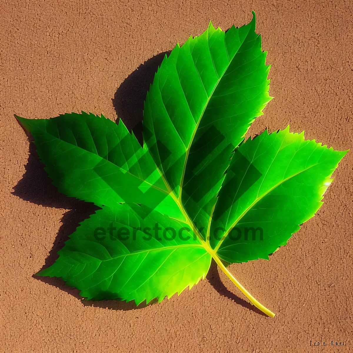 Picture of Lush Green Foliage in Summer Garden