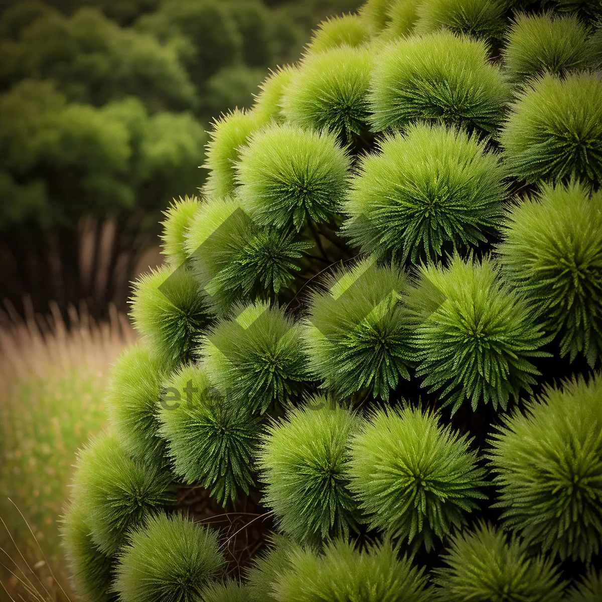 Picture of Prickly Fireworks: Close-up of Desert Cactus Spines