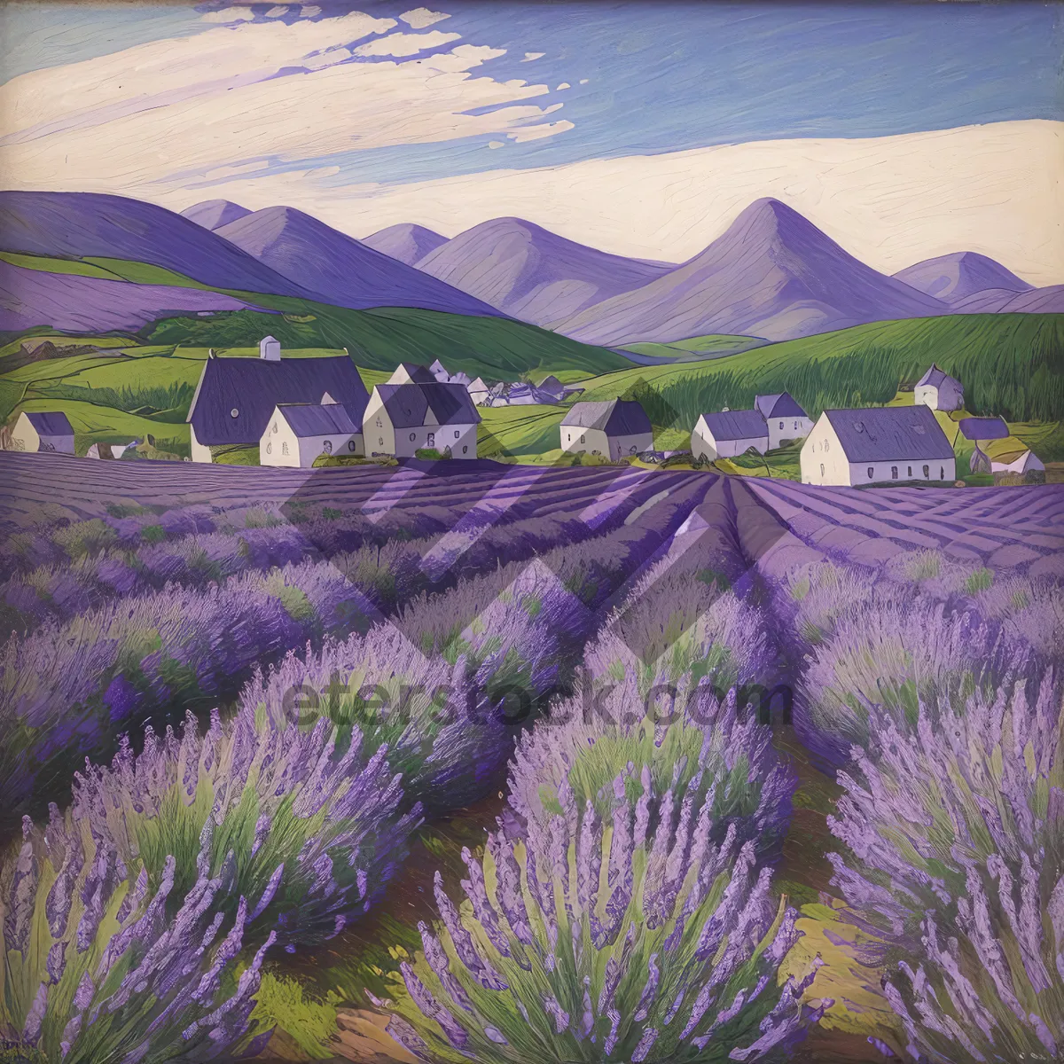 Picture of Colorful Lavender Fields Blooming in Rural Landscape