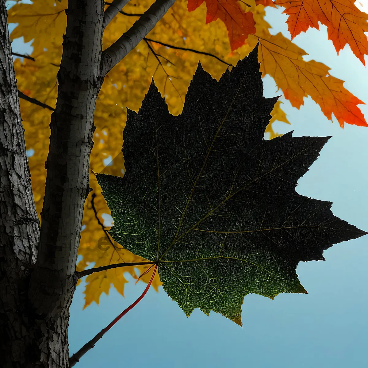 Picture of Vibrant Autumn Maple Leaves in Golden Forest