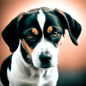 Adorable Greater Swiss Mountain Dog Puppy - Studio Portrait