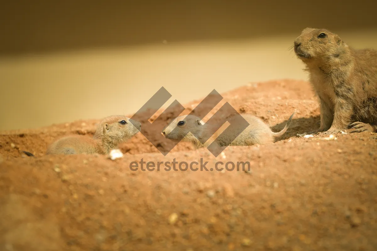 Picture of Wild lizard in sandy desert habitat.