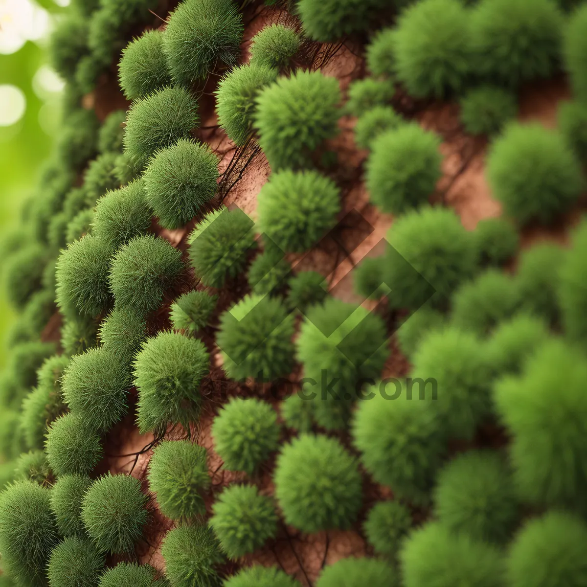 Picture of Prickly Dry Desert Cactus with Sharp Thorn