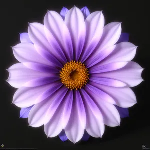 Colorful Blooming Daisy in a Sunny Meadow