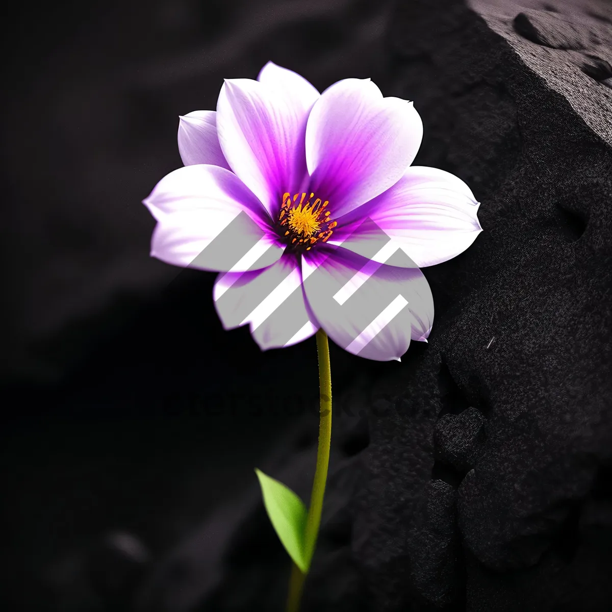 Picture of Pink Daisy Blossom in Summer Garden