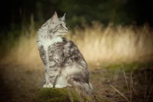 Cute Gray Tabby Kitten with Striped Fur