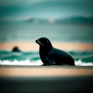 Seaside Magpie Gull: Aquatic Beauty amidst Coastal Serenity