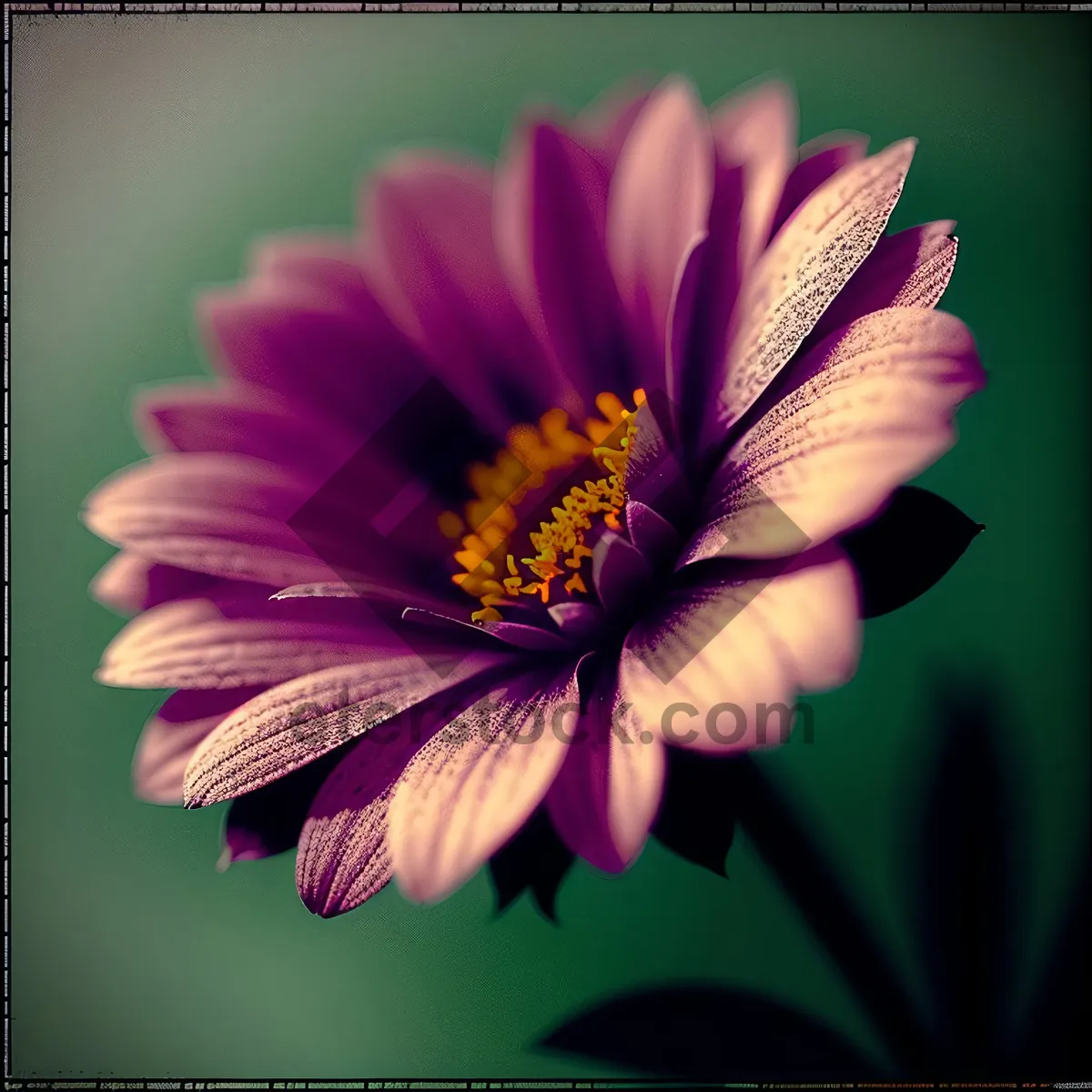 Picture of Blooming Pink Daisy Petals in Summer Garden