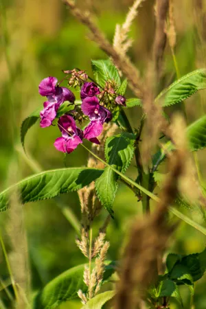 Beautiful Pink Butterfly on Purple Wild Basil Blossom