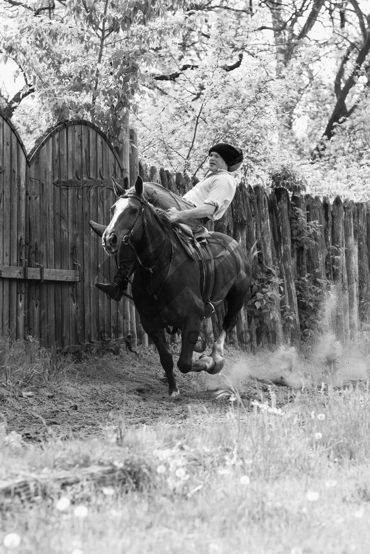 Picture of Stallion rider at the ranch outdoors.