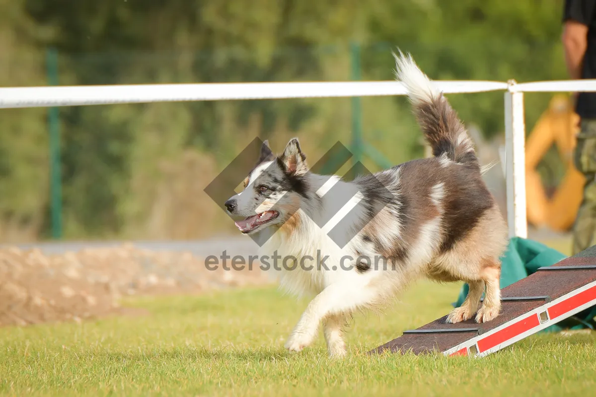 Picture of Adorable Border Collie Puppy on Grassy Field