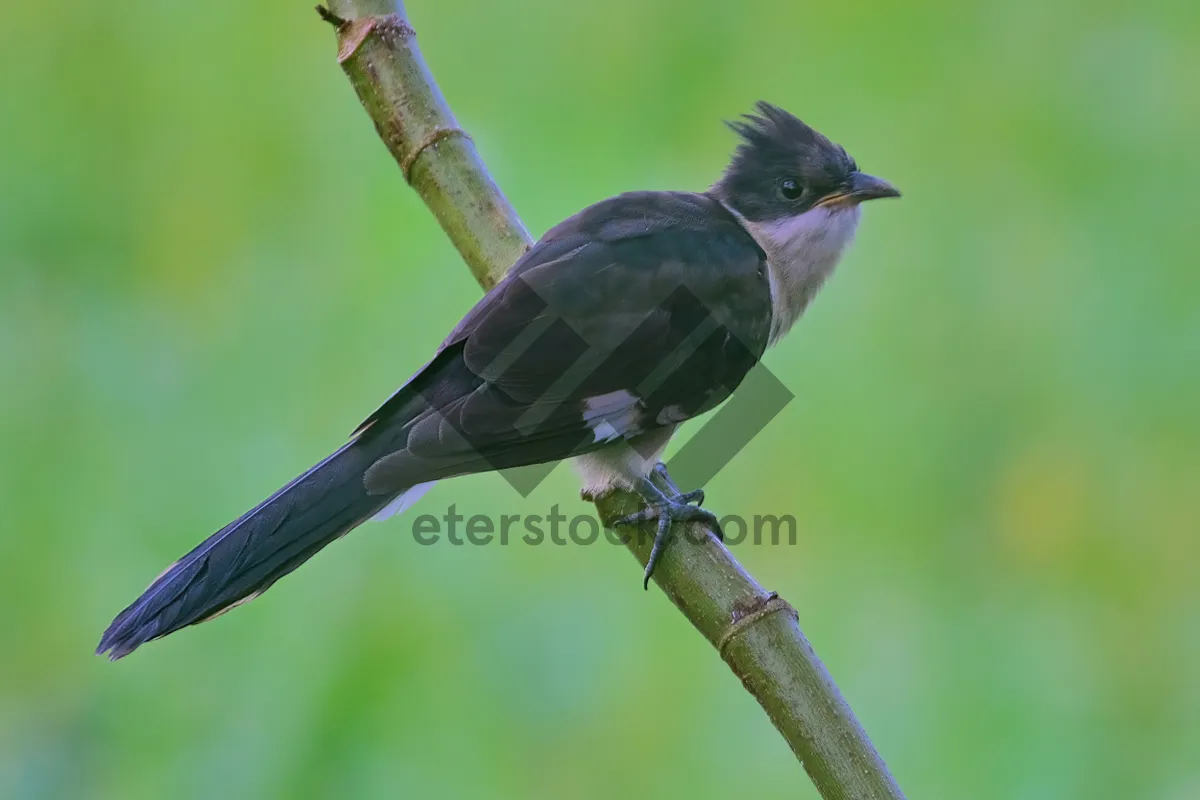 Picture of Black bird with piercing eye and feathered wings