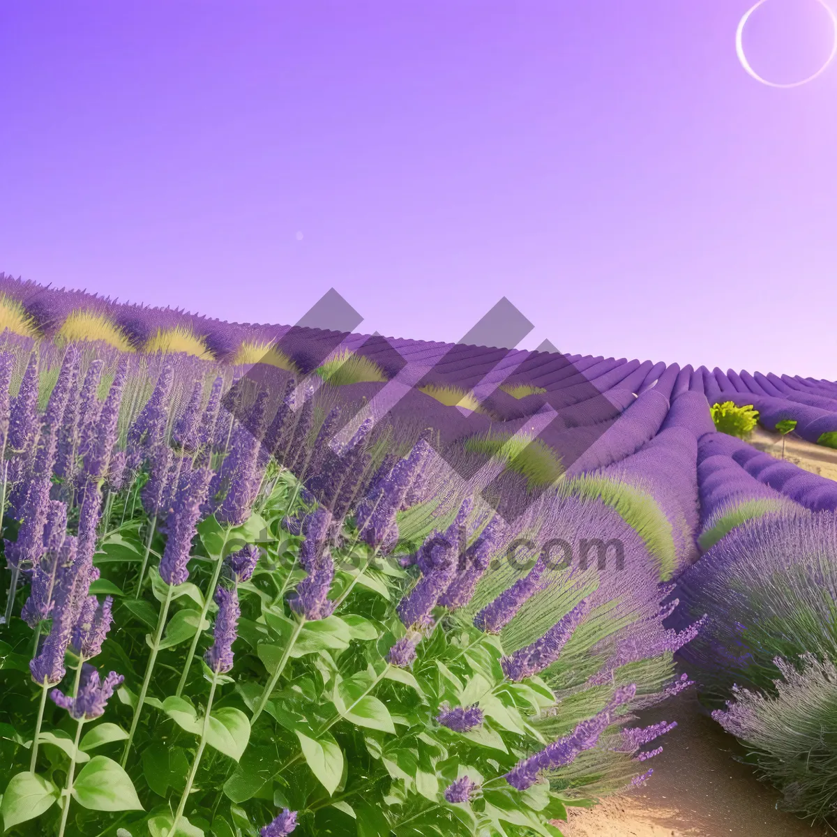 Picture of Futuristic Lavender Wave Digital Art Wallpaper