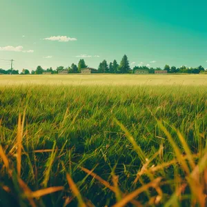 Golden Grain Fields under Summer Sky