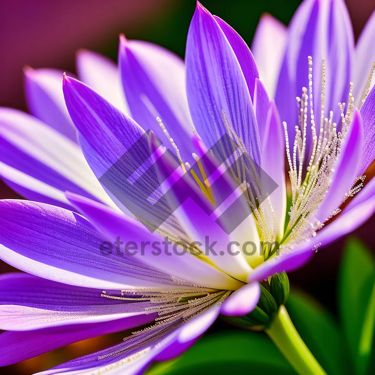 Picture of Burst of Purple Blooms: Vivid Fractal Flower Wallpaper