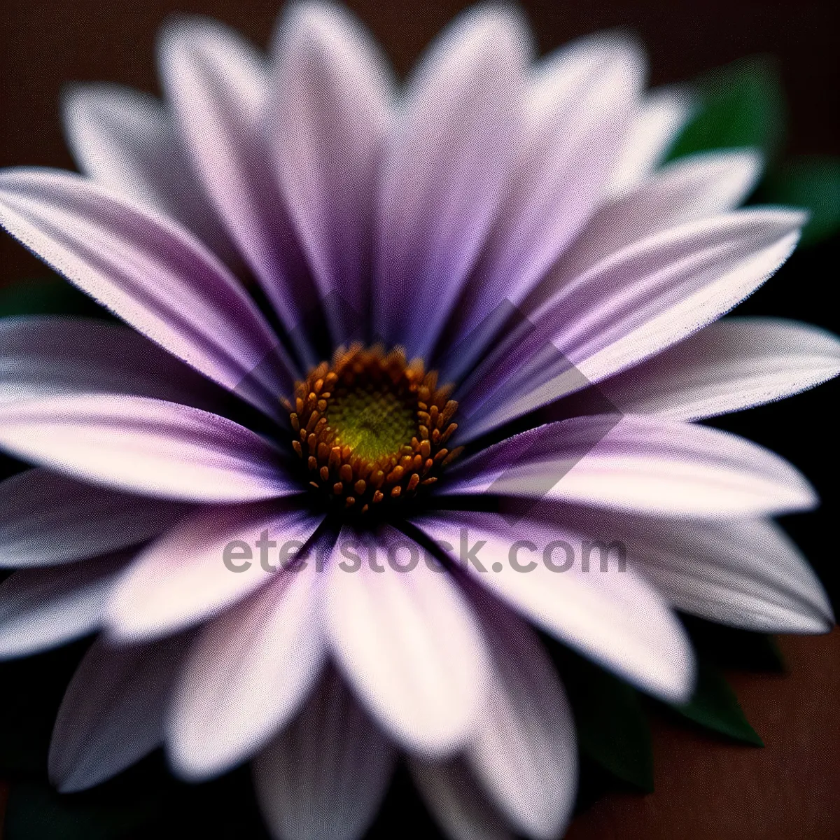 Picture of Vibrant Daisy Blossom in a Colorful Meadow