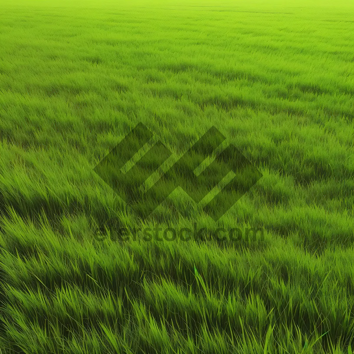 Picture of Vibrant Wheat Field under Clear Blue Sky