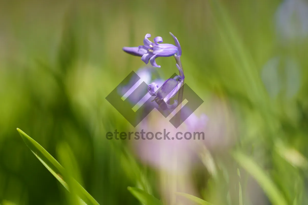 Picture of Blooming Purple Lavender in Rural Meadow