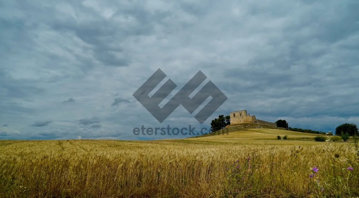 Picture of Beautiful rural landscape with wheat field under sunny sky