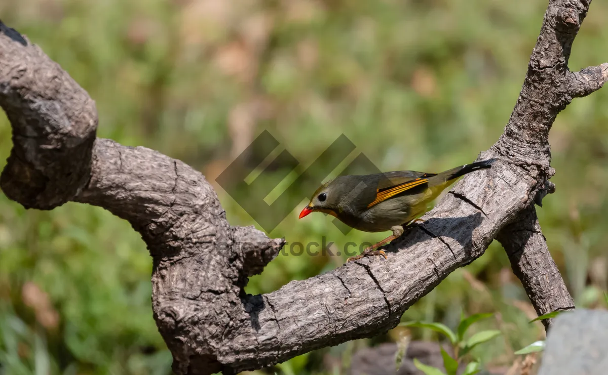 Picture of Birds perched on tree branch in spring garden.