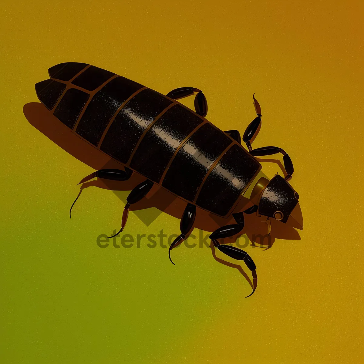 Picture of Black earwig bug with prominent antenna