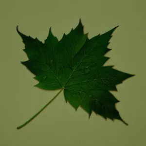 Vibrant Maple Leaf in Autumn Forest