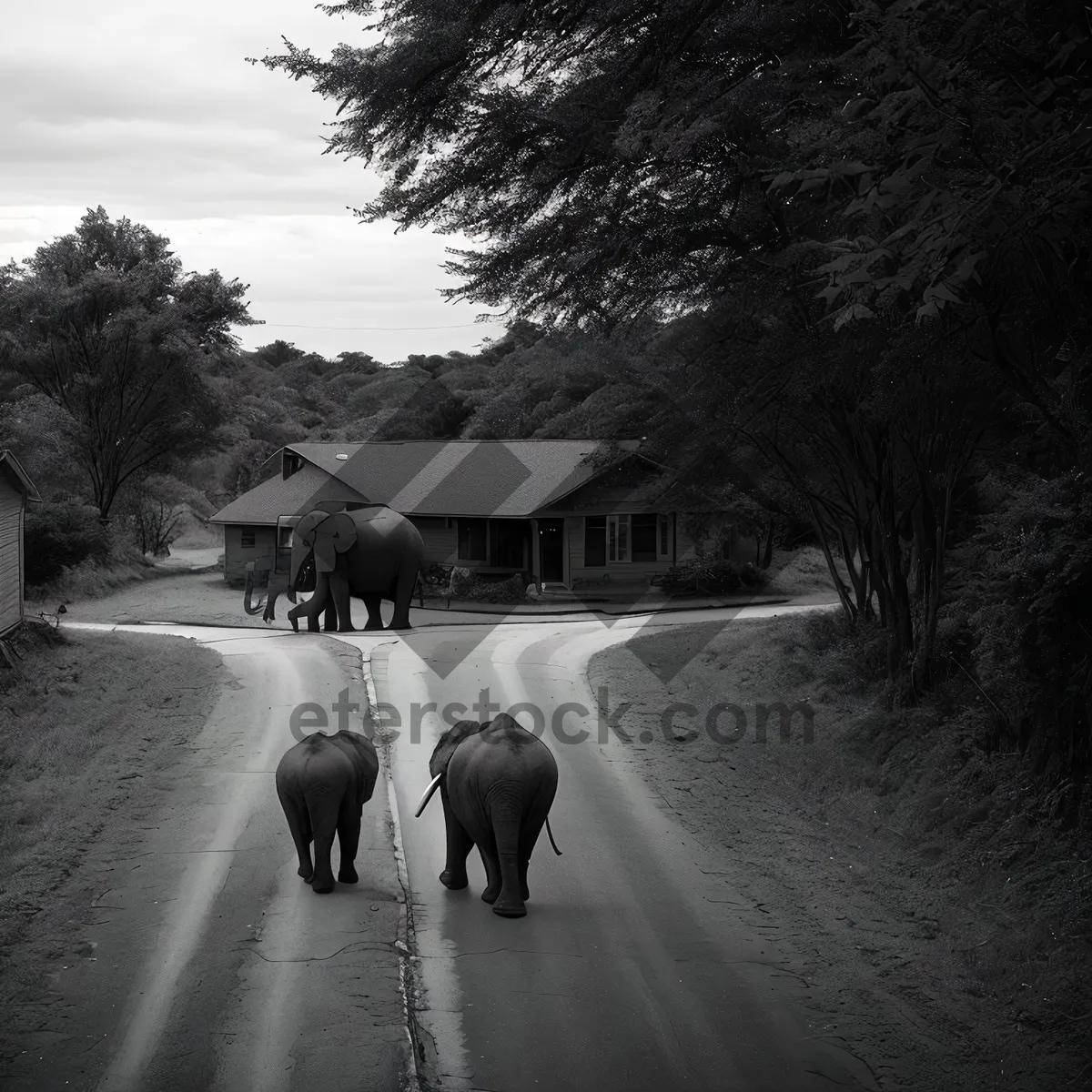 Picture of Herding Livestock in Green Pastures