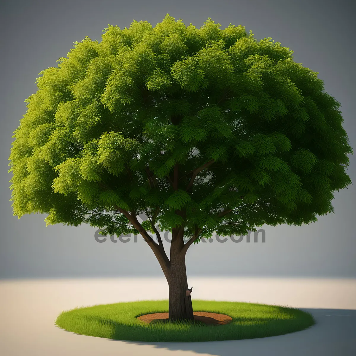 Picture of Miniature Oak Bonsai Tree in Leafy Garden