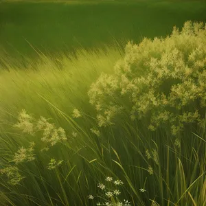 Sunny Sky with Clouds over Rural Meadow