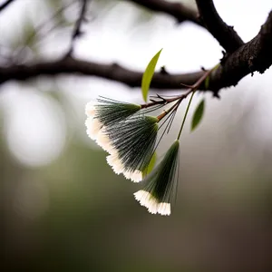 Vibrant Willow Blossom in Garden