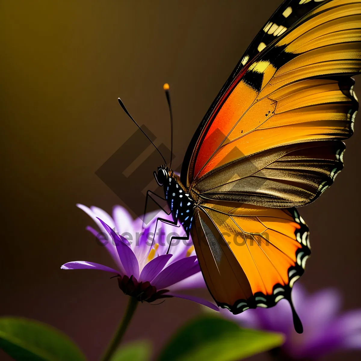 Picture of Colorful Monarch Butterfly on Garden Flower