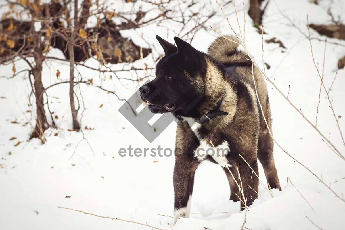 Picture of Cute black German Shepherd dog with attentive look