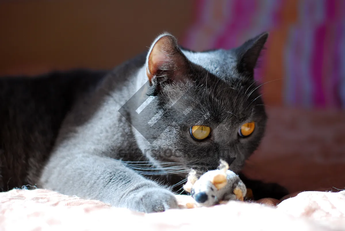 Picture of Fluffy gray kitten with adorable whiskers and curious eyes.