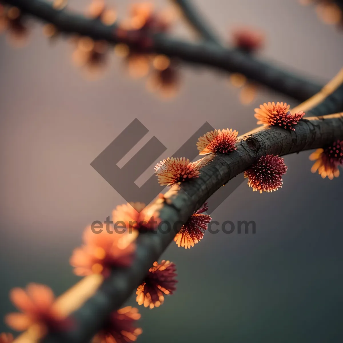 Picture of Spring Blossom: Vibrant Colors in Nature