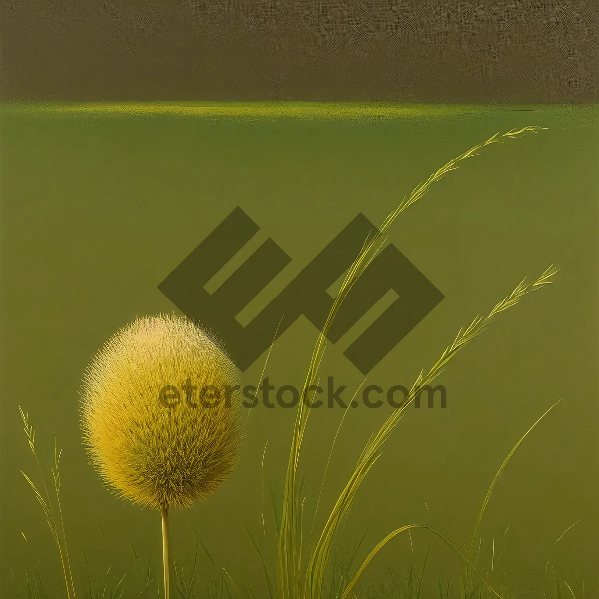 Picture of Teasel Flower Ball in Summer Grass
