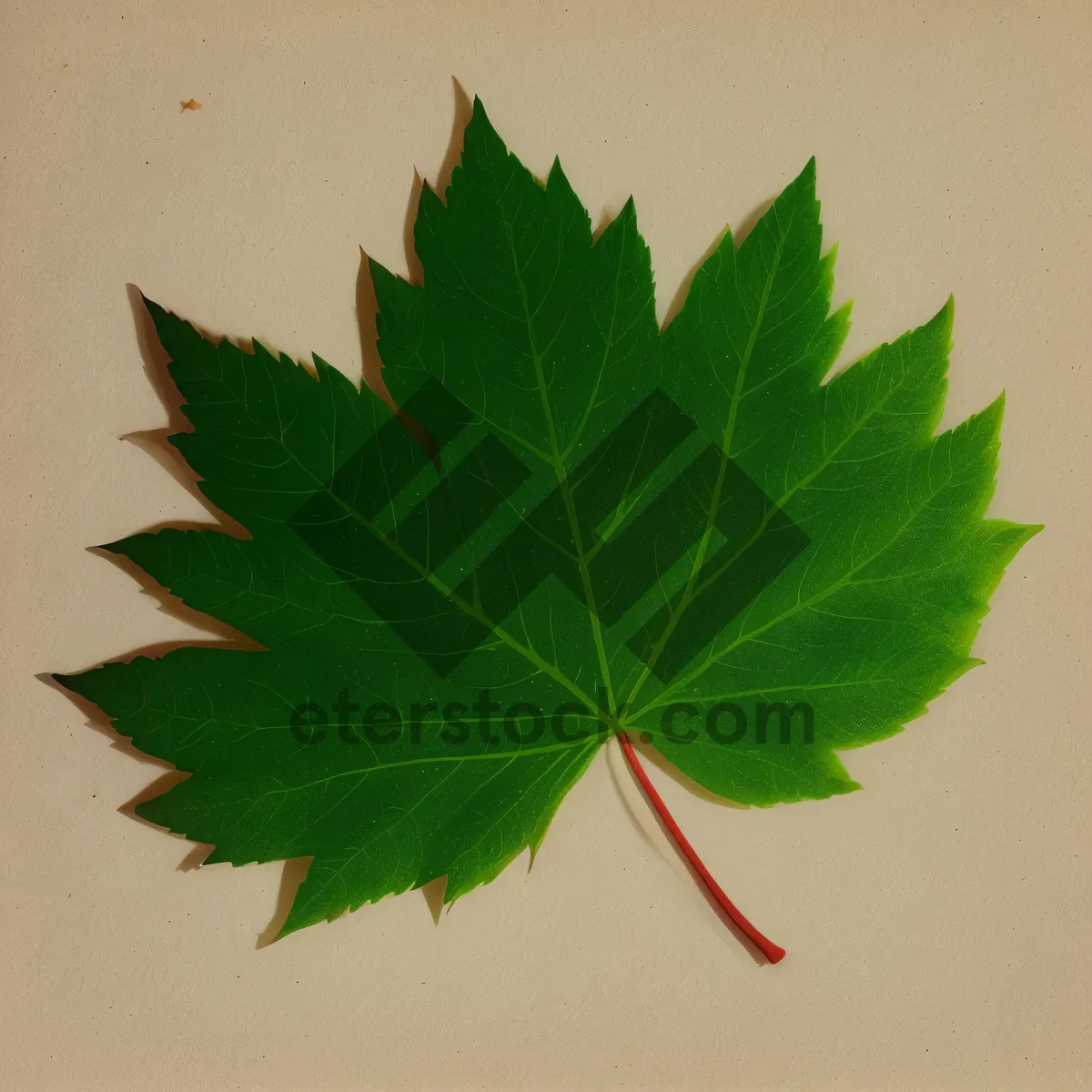Picture of Vibrant Foliage of Summer Maple Leaf