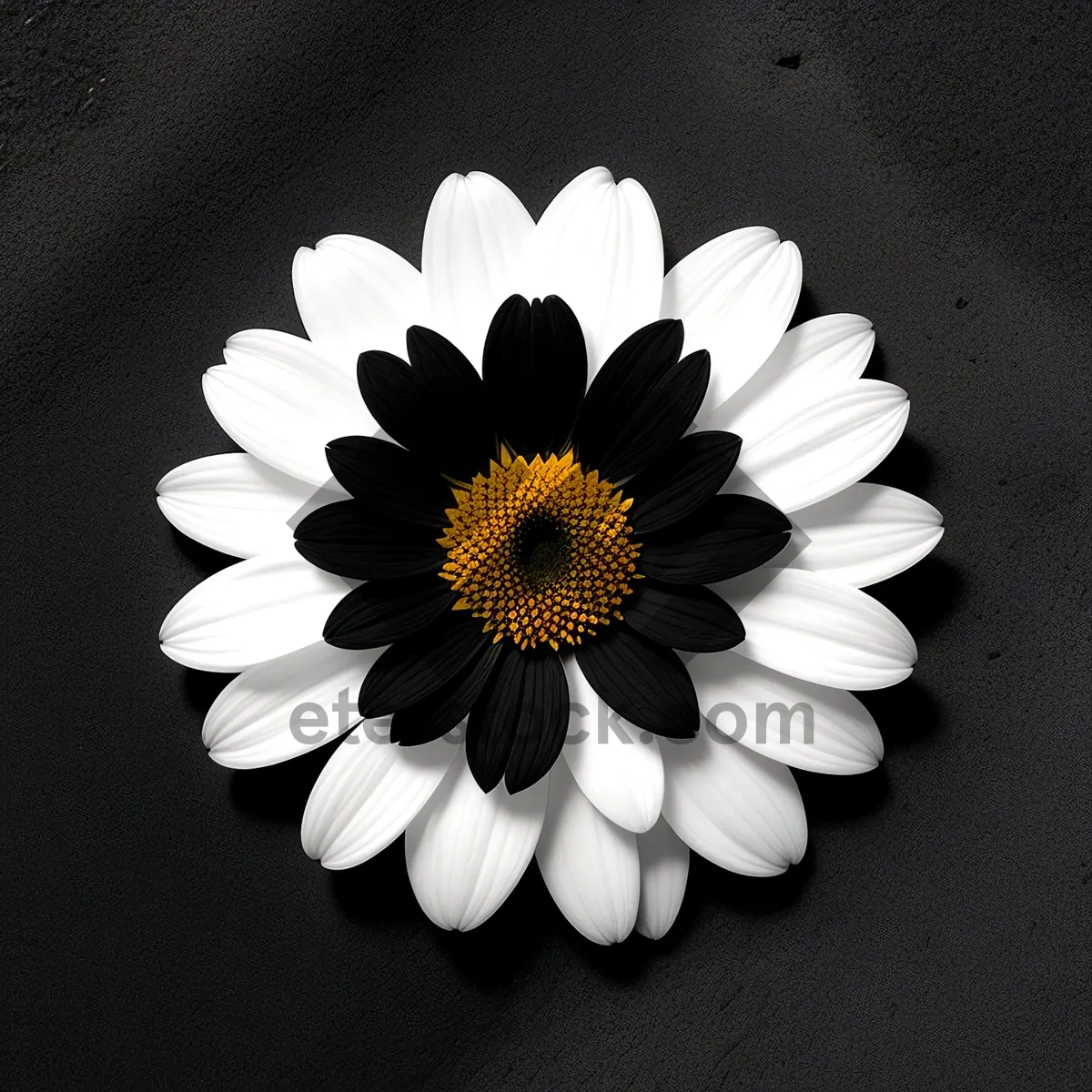 Picture of Yellow Daisy Blossom in a Garden