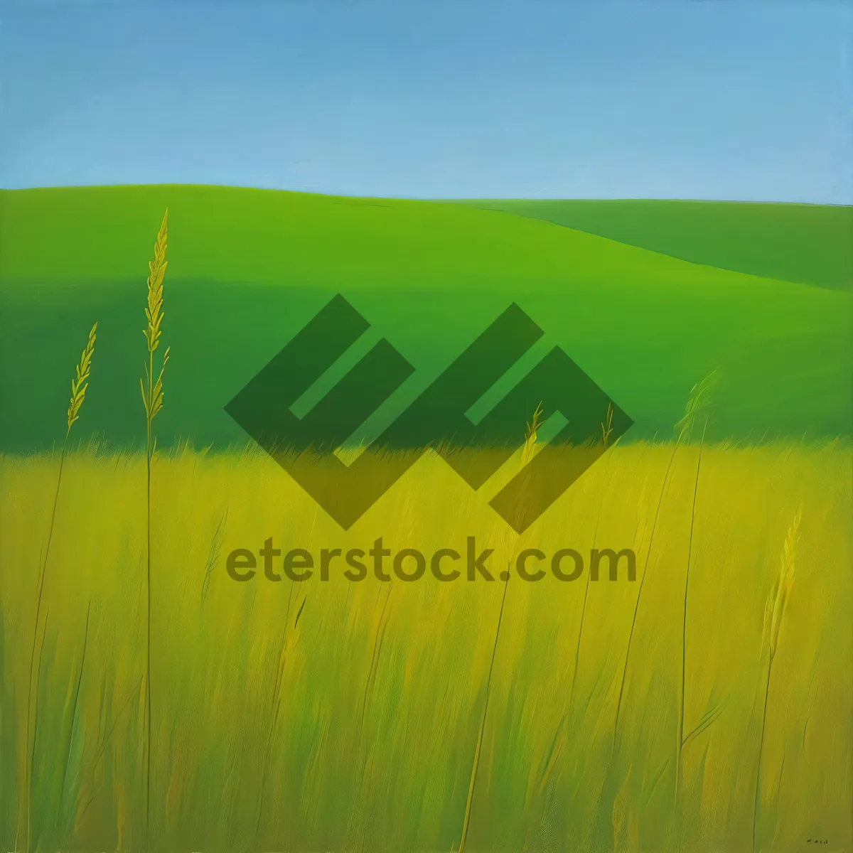 Picture of Golden Wheat Fields under a Sunny Sky